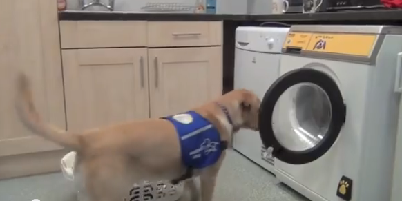 Woof laundry 1
